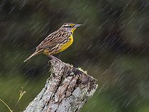 Biosphoto | 2570719 | Sturnelle des près (Sturnella magna), sous une forte pluie, Chiriqui, Panama | &copy; Ignacio Yufera / Biosphoto