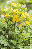 Biosphoto | 2546792 | Stylophore à deux feuilles (Stylophorum diphyllum) en fleurs, Pas-de-Calais, France | &copy; Jean-Michel Groult / Biosphoto