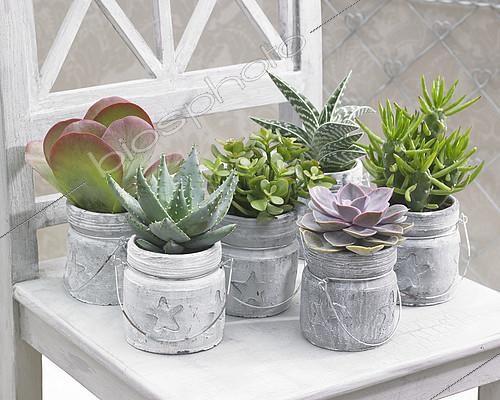 Biosphoto | 2113119 | Succulent collection | &copy; Visions Pictures / Biosphoto