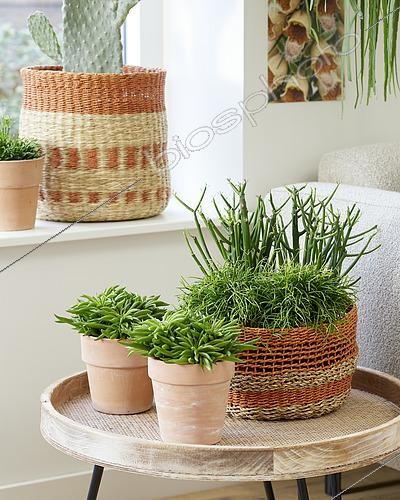 Biosphoto | 2495879 | Succulent combination | &copy; Visions Pictures / Biosphoto