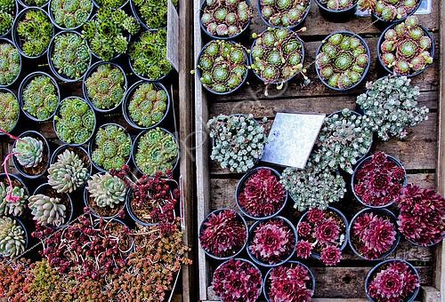 Biosphoto | 2580119 | Succulents, Festival of plants and vegetable fruit vines in the grounds of the Château de Courtanvaux, Besse sur Braye, Sarthe, Pays de la Loire, France | &copy; Michel Gile / Biosphoto
