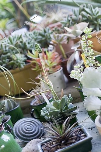 Biosphoto | 1127743 | Succulents in pots in the Drome France | &copy; Marc Chatelain / Biosphoto
