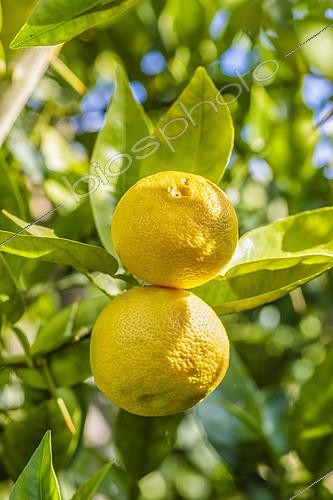 Biosphoto | 2489460 | Sudachi fruit (Citrus sudachi), a Japanese hybrid citrus fruit related to yuzu, prized for its acidic juice, in October, Tarn-et-Garonne, France | &copy; Jean-Michel Groult / Biosphoto