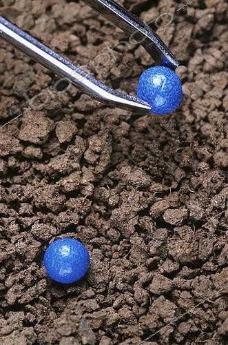 Biosphoto | 2578188 | Sugar beet seeds, coated with chemical insecticide protection, risk for bees and other insects | &copy; Claudius Thiriet / Biosphoto
