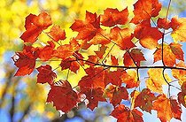Biosphoto | 1536234 | Sugar Maple leaves (Acer saccharum), autumn colours in Eastern Canada during Indian summer, La Mauricie National Park, Québec, Canada | &copy; Michael Peuckert / imageBROKER / Biosphoto