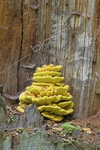 Biosphoto | 2096072 | Sulphur polypore (Laetiporus sulphureus) on Oak Trunk, Saxony, Germany, Europe | &copy; Breuer Wildlife / Biosphoto