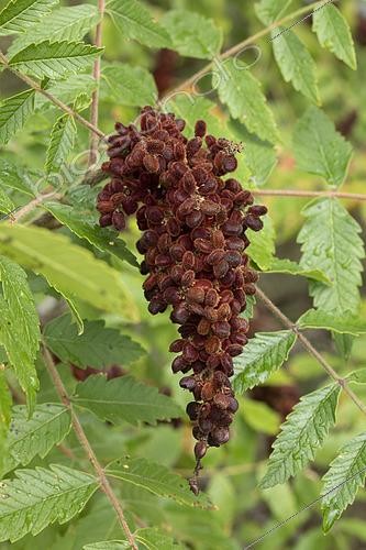 Biosphoto | 2551149 | Sumac des corroyeurs (Rhus coriaria), fruits | &copy; Frédéric Tournay / Biosphoto