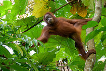 Biosphoto | 2609168 | Sumatran orangutan (Pongo abelii), 5 years old picking leaves, Gunung Leuser, Sumatra, Indonesia | &copy; Régis Cavignaux / Biosphoto