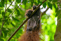 Biosphoto | 2609175 | Sumatran orangutan (Pongo abelii), hand detail, Gunung Leuser, Sumatra, Indonesia | &copy; Régis Cavignaux / Biosphoto