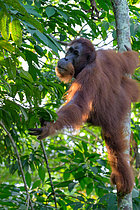 Biosphoto | 2609164 | Sumatran orangutan (Pongo abelii), young male, Gunung Leuser, Sumatra, Indonesia | &copy; Régis Cavignaux / Biosphoto