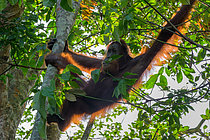 Biosphoto | 2609165 | Sumatran orangutan (Pongo abelii), young male moving in the trees, Gunung Leuser, Sumatra, Indonesia | &copy; Régis Cavignaux / Biosphoto