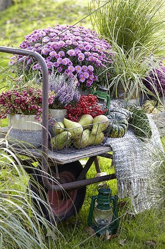 Biosphoto | 2541580 | Summer collection on wheelbarrow | &copy; Visions Pictures / Biosphoto