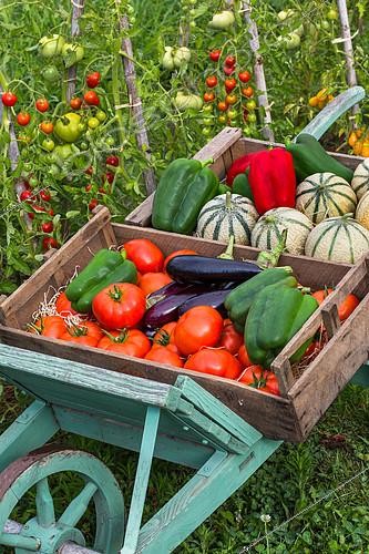 Biosphoto | 2084115 | Summer harvest of fruits and vegetables on a wheelbarrow, Provence, France | &copy; Philippe Giraud / Biosgarden / Biosphoto