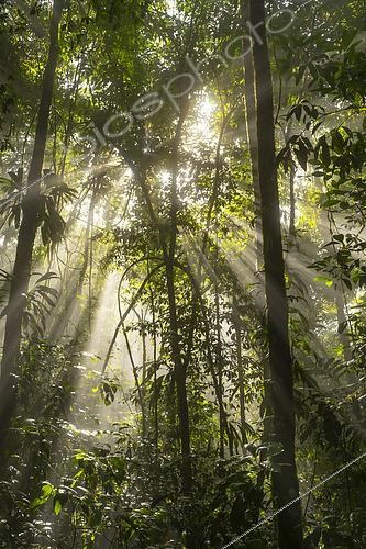 Biosphoto | 2564722 | Sunbeams in the Amazon rainforest, Belizon, French Guiana. | &copy; Vincent Premel / Biosphoto