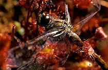 Biosphoto | 1455562 | Sundew | &copy; Lutz Gerken / imageBROKER / Biosphoto