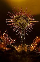 Biosphoto | 1455709 | Sundew | &copy; Lutz Gerken / imageBROKER / Biosphoto