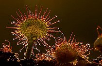 Biosphoto | 1456367 | Sundew | &copy; Lutz Gerken / imageBROKER / Biosphoto