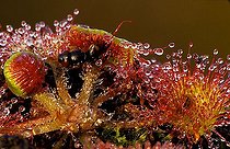Biosphoto | 1484573 | Sundew | &copy; Lutz Gerken / imageBROKER / Biosphoto