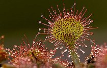 Biosphoto | 1486795 | Sundew | &copy; Lutz Gerken / imageBROKER / Biosphoto