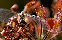 Biosphoto | 1497124 | Sundew | &copy; Lutz Gerken / imageBROKER / Biosphoto