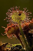 Biosphoto | 1511130 | Sundew | &copy; Lutz Gerken / imageBROKER / Biosphoto
