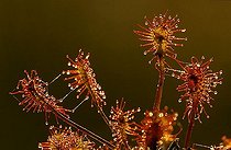 Biosphoto | 1511262 | Sundew | &copy; Lutz Gerken / imageBROKER / Biosphoto