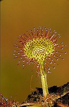 Biosphoto | 1511314 | Sundew | &copy; Lutz Gerken / imageBROKER / Biosphoto