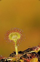 Biosphoto | 1511458 | Sundew | &copy; Lutz Gerken / imageBROKER / Biosphoto