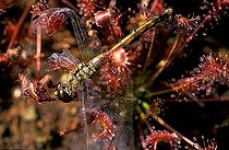 Biosphoto | 1511615 | Sundew | &copy; Lutz Gerken / imageBROKER / Biosphoto