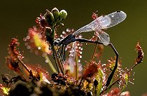Biosphoto | 1513171 | Sundew | &copy; Lutz Gerken / imageBROKER / Biosphoto
