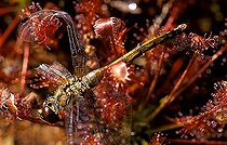 Biosphoto | 1518385 | Sundew | &copy; Lutz Gerken / imageBROKER / Biosphoto