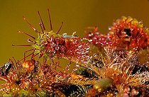 Biosphoto | 1519450 | Sundew | &copy; Lutz Gerken / imageBROKER / Biosphoto