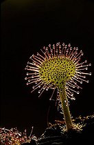 Biosphoto | 1525004 | Sundew | &copy; Lutz Gerken / imageBROKER / Biosphoto