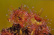 Biosphoto | 1525280 | Sundew | &copy; Lutz Gerken / imageBROKER / Biosphoto