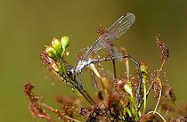 Biosphoto | 1525393 | Sundew | &copy; Lutz Gerken / imageBROKER / Biosphoto