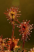 Biosphoto | 1626992 | Sundew | &copy; Lutz Gerken / imageBROKER / Biosphoto