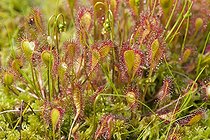 Biosphoto | 1903921 | Sundew Defile de Straiture Vosges France | &copy; Stéphane Vitzthum / Biosphoto