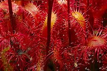 Biosphoto | 1167829 | Sundew (Drosera) | &copy; Gerhard Zwerger-Schoner / imageBROKER / Biosphoto