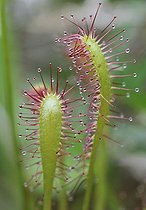 Biosphoto | 1513711 | Sundew (Drosera), Mala Fatra National Park, Slovakia, Europe | &copy; Christian Handl / imageBROKER / Biosphoto