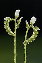 Biosphoto | 1481973 | Sundew (Drosera spec.) flowers, Germany, Europe | &copy; Jspix / imageBROKER / Biosphoto