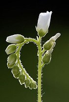 Biosphoto | 1482416 | Sundew (Drosera spec.) flowers, Germany, Europe | &copy; Jspix / imageBROKER / Biosphoto