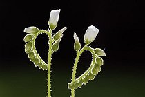 Biosphoto | 1491900 | Sundew (Drosera spec.) flowers, Germany, Europe | &copy; Jspix / imageBROKER / Biosphoto