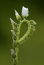Biosphoto | 1492620 | Sundew (Drosera spec.) flowers, Germany, Europe | &copy; Jspix / imageBROKER / Biosphoto