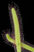 Biosphoto | 1483012 | Sundew leaf (Drosera) with gland tentacles | &copy; Markus Keller / imageBROKER / Biosphoto