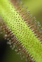 Biosphoto | 1486412 | Sundew leaf (Drosera) with gland tentacles | &copy; Markus Keller / imageBROKER / Biosphoto