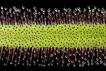Biosphoto | 1490823 | Sundew leaf (Drosera) with gland tentacles | &copy; Markus Keller / imageBROKER / Biosphoto