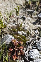 Biosphoto | 1162165 | Sundew on rock Pyrenees France | &copy; Pierre Cadiran / Biosphoto