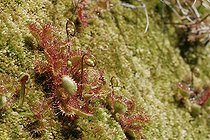 Biosphoto | 1162164 | Sundew Pyrenees France | &copy; Pierre Cadiran / Biosphoto