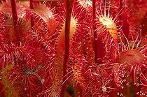 Biosphoto | 1460629 | Sundew, Telemark, Norway, Scandinavia, Europe | &copy; Gerhard Zwerger-Schoner / imageBROKER / Biosphoto