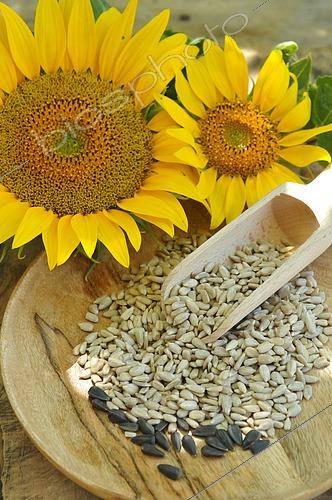 Biosphoto | 2526676 | Sunflower flowers and seeds (Helianthus annuus) | &copy; Catherine Fruhinsholz / Biosphoto